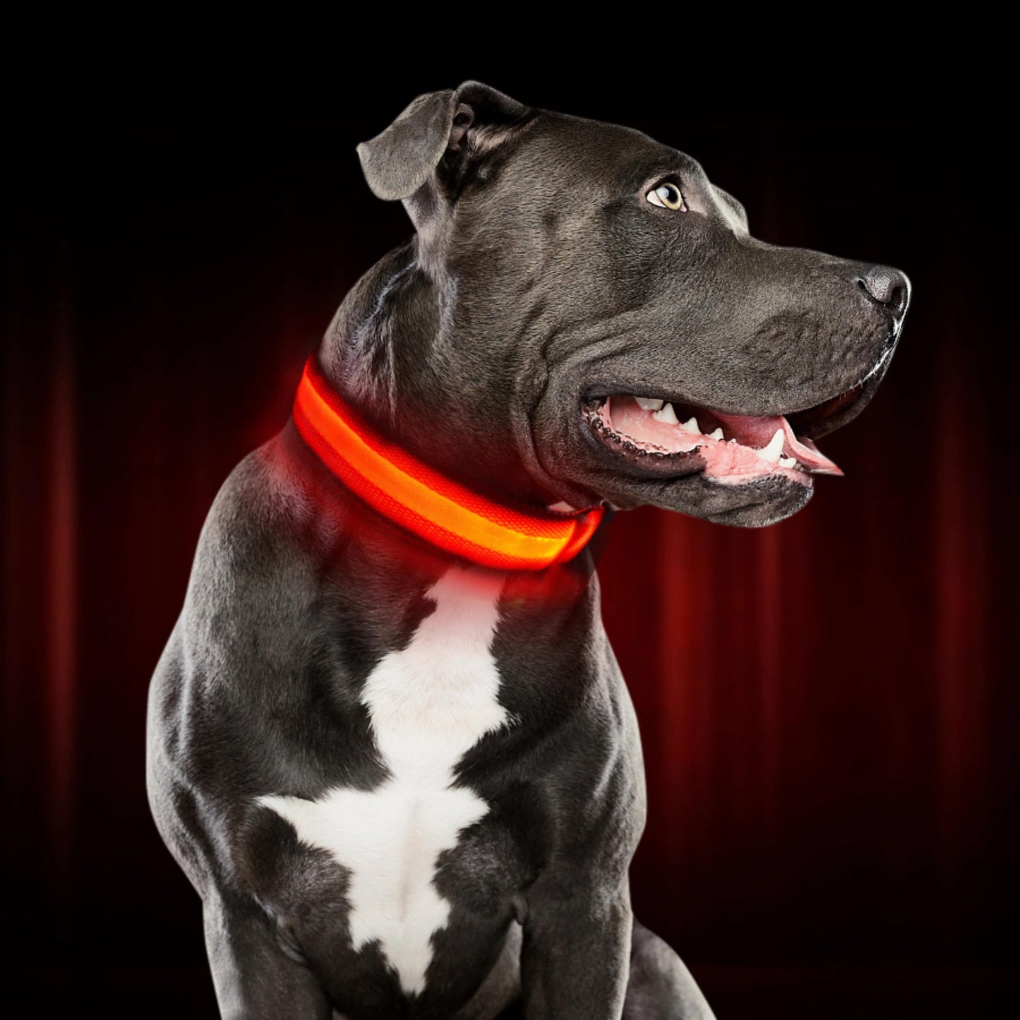 Glow Collar for Dogs | LED Dog Collar | GlowHund