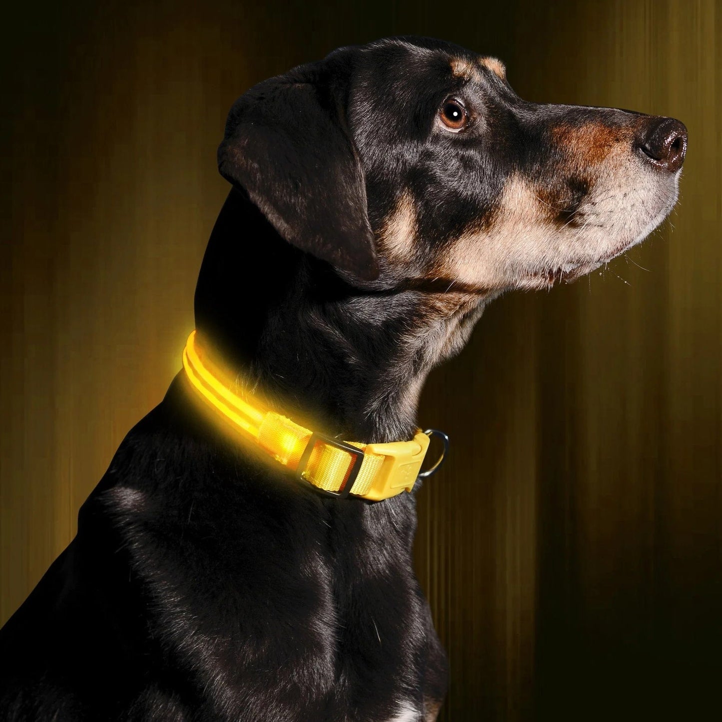 Glow Collar for Dogs | LED Dog Collar | GlowHund