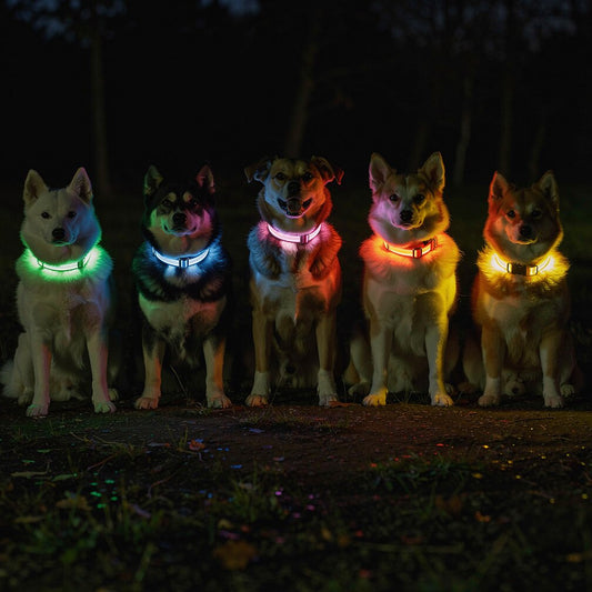 Glow Collar for Dogs | LED Dog Collar | GlowHund