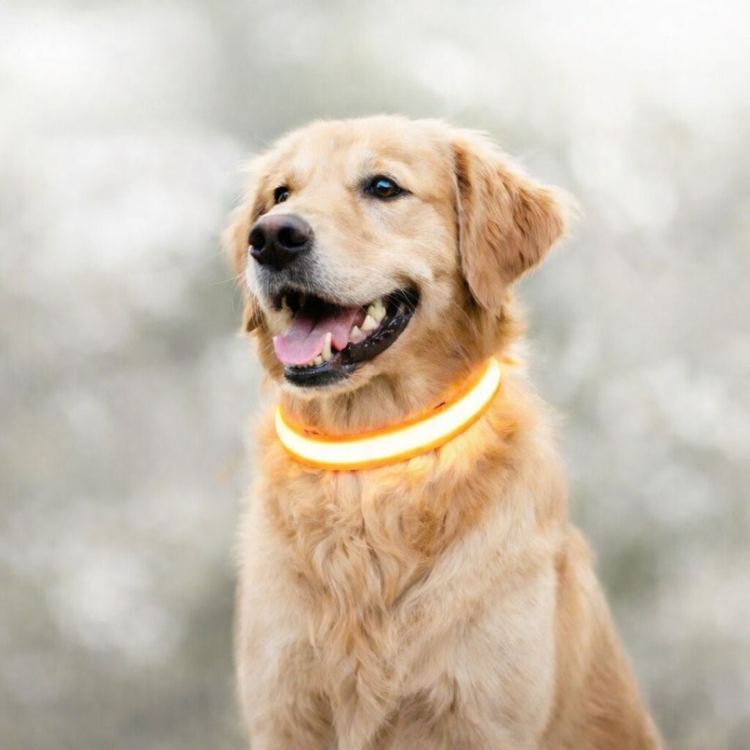 Glow Collar for Dogs | LED Dog Collar | GlowHund